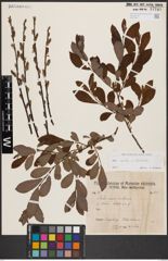 Salix aurita L. x Salix silesiaca Willd.